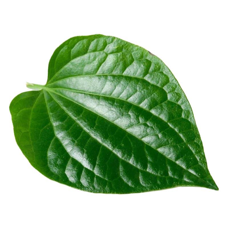 Betel Leaf